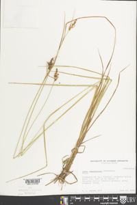 Carex caroliniana image