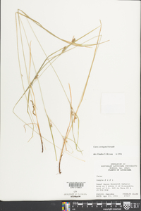 Carex corrugata image