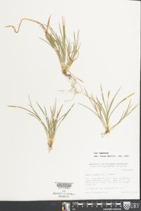 Carex crebriflora image