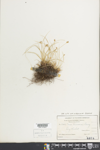 Carex emmonsii image