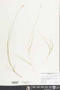 Carex festucacea image