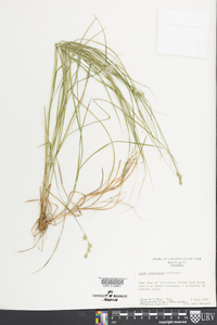 Carex festucacea image