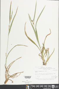 Carex flaccosperma image