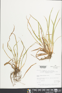 Carex flaccosperma image