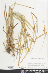Carex flaccosperma image