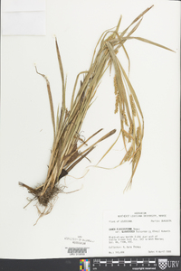 Carex flaccosperma image
