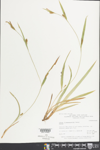 Carex flaccosperma image