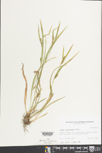 Carex flaccosperma image