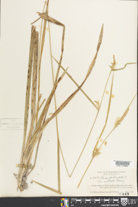 Carex folliculata image
