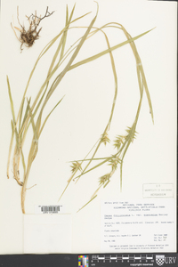 Carex folliculata image