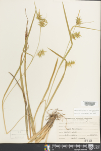 Carex folliculata image