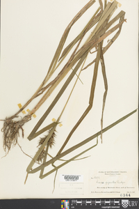 Carex gigantea image