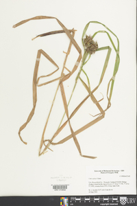 Carex grayi image
