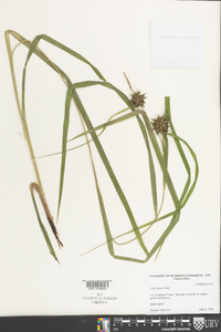 Carex grayi image