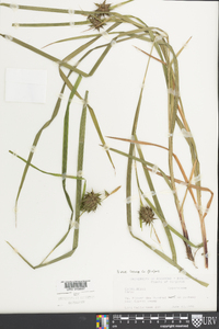 Carex grayi image