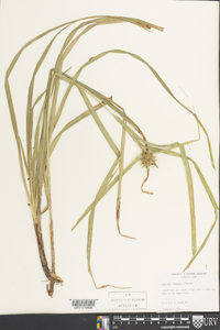 Carex grayi image