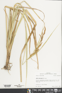 Carex hyalinolepis image