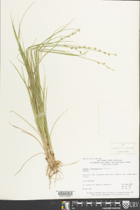 Carex incomperta image