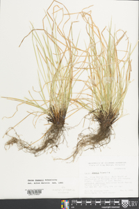 Carex jamesii image