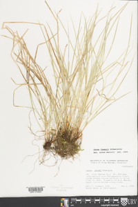 Carex jamesii image