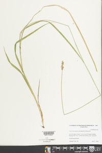 Carex laevivaginata image