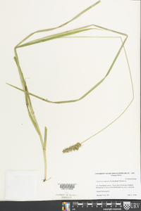 Carex laevivaginata image