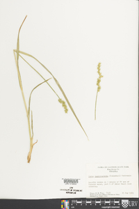 Carex laevivaginata image