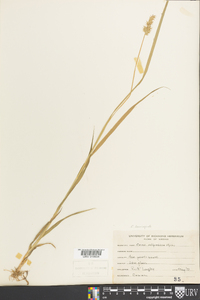 Carex laevivaginata image