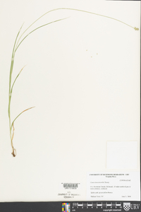 Carex leavenworthii image