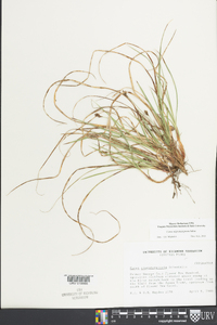 Carex nigromarginata image