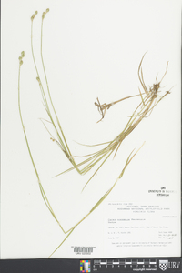 Carex normalis image