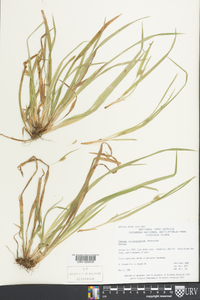 Carex oligocarpa image