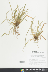 Carex oligocarpa image