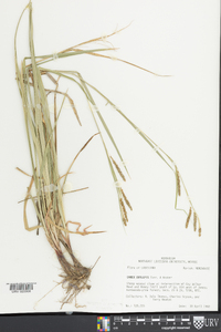 Carex oxylepis image