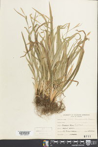 Carex pedunculata image