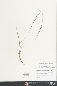 Carex planispicata image