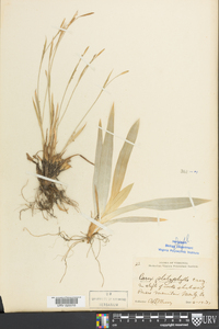 Carex platyphylla image