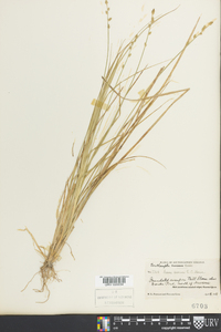 Carex seorsa image