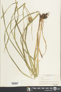 Carex squarrosa image