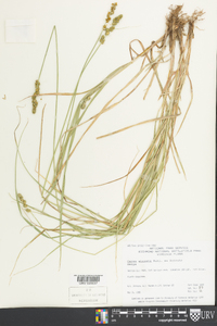 Carex squarrosa image