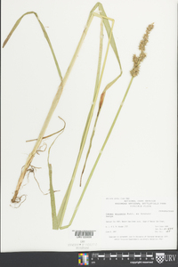 Carex squarrosa image