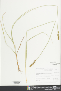 Carex squarrosa image