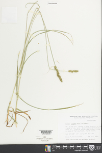 Carex squarrosa image
