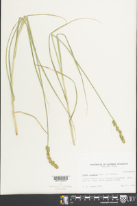 Carex squarrosa image