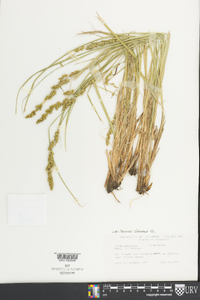 Carex squarrosa image