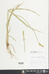 Carex squarrosa image