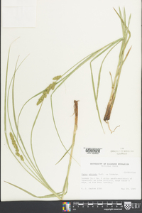 Carex squarrosa image