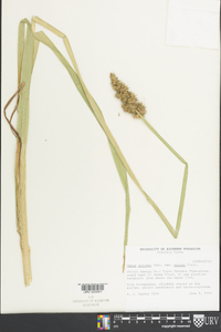 Carex squarrosa image