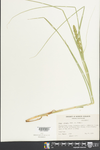 Carex squarrosa image