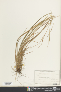 Carex styloflexa image